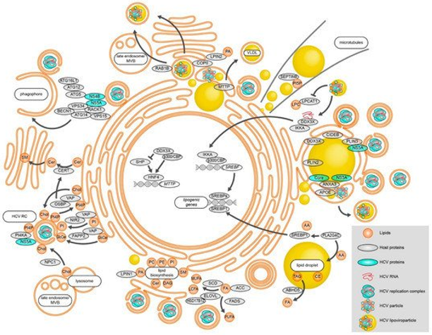 Fig 1. Modulation of lipid metabolic processes during HCV RNA replication, assembly, and egress. (Bley, H., Schöbel, A., & Herker, E., 2020)