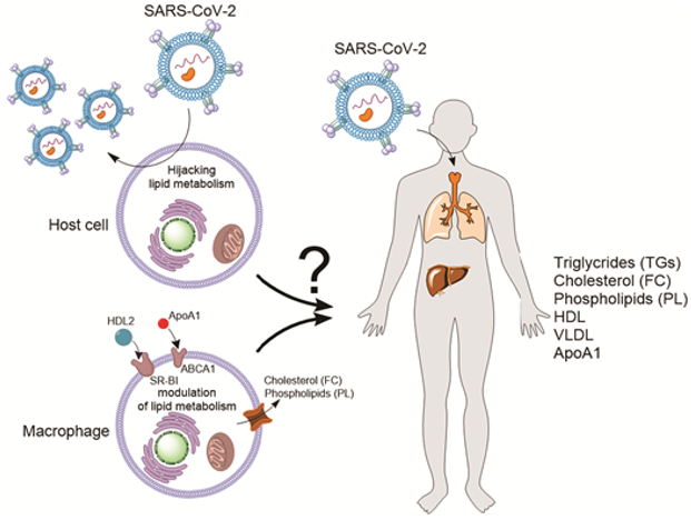 Fig1. SARS-CoV-2 infects host cells and hijacks lipid metabolism for replication. (Ebrahimi, K. H., & McCullagh, J. S., 2021)