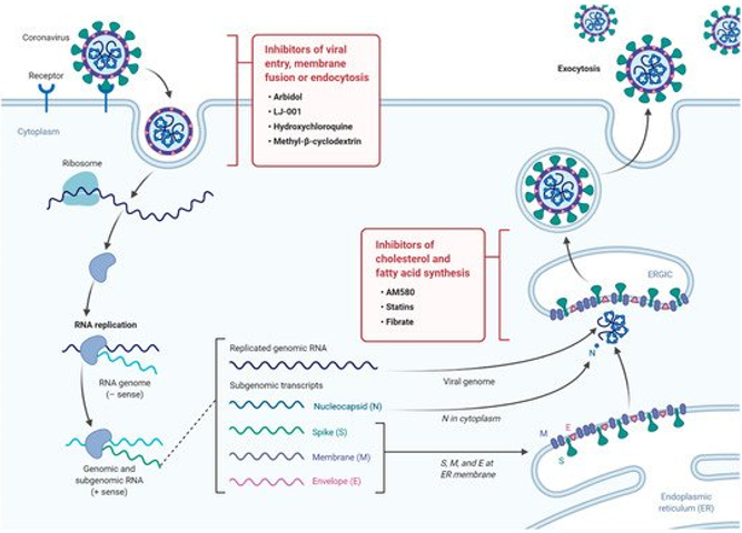 Fig2. A diagram illustrating the life cycle of SARS-COV2 and potential lipid modifying drugs that can used as broad-spectrum antiviral drugs to inhibit viral entry, membrane fusion, or endocytosis as well as inhibition of fatty acid and cholesterol synthesis. (Abu-Farha, M., et al, 2020)