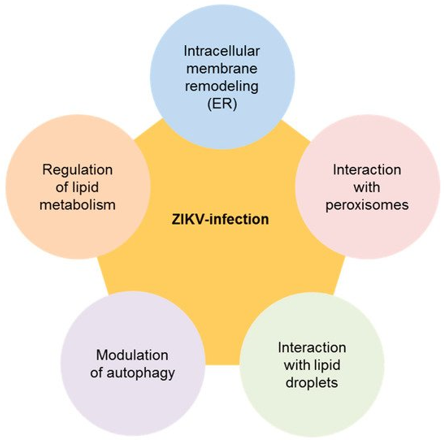 Fig1. Multiple connections of the Zika virus (ZIKV) with lipid metabolism. (Martín-Acebes, M. A., et al, 2019)