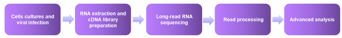 Fig1. Viral RNA sequencing workflow using LRS technologies.- Creative Proteomics