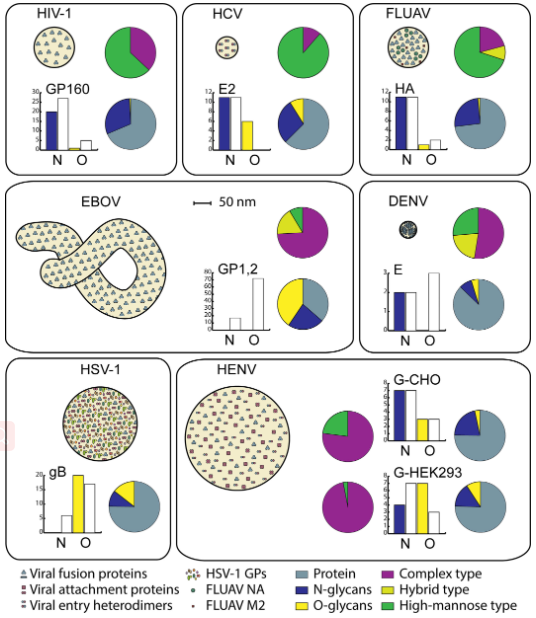 Glycosylation patterns on enveloped viruses.