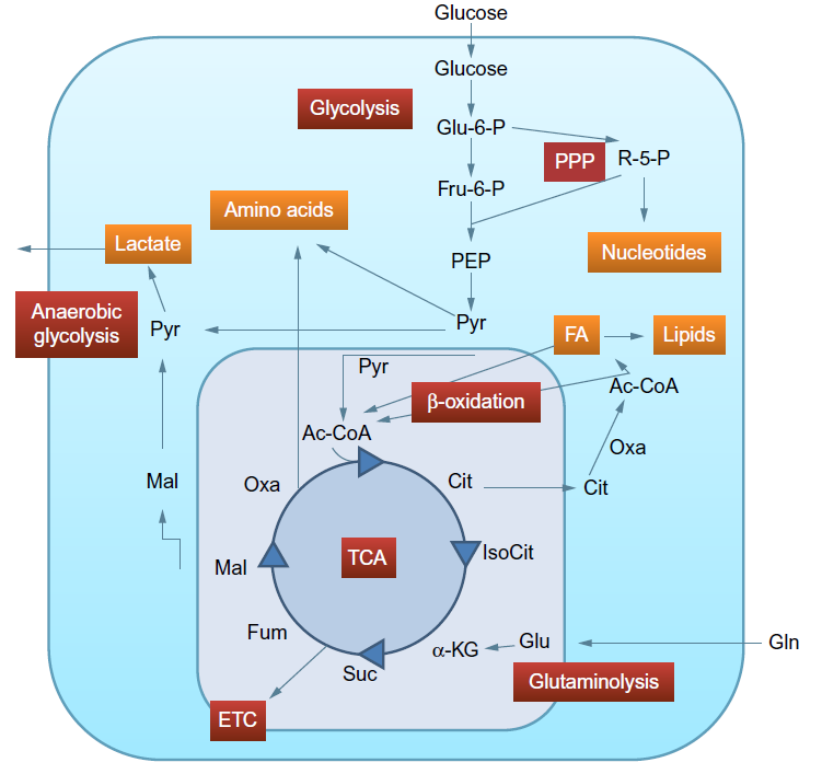 Metabolic pathways commonly influenced by virus infections. 