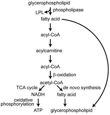 Fatty acid metabolism. (Byers, N. M., et al, 2019)