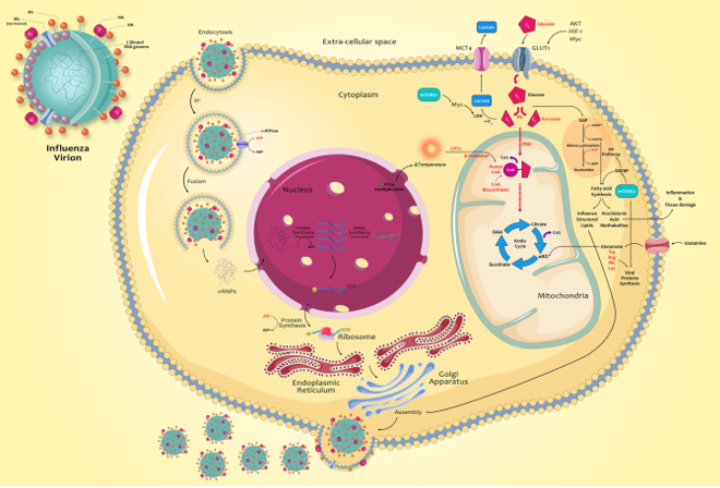 Fig1. Metabolic changes caused by influenza infection and related mechanisms. (Keshavarz, M., et al, 2020)