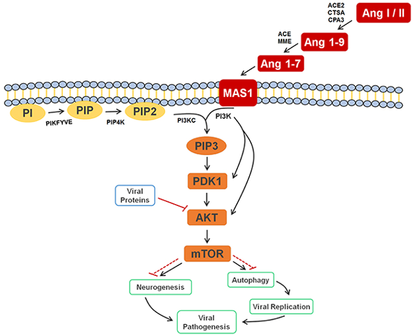 Fig1. Cell signaling pathway scheme of metabolic alterations due to Zika virus infection.