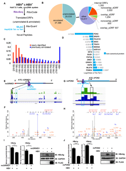 Fig1. Translation of non-canonical open reading frames (ncORFs) upon HBV replication. (Yuan, S., et al, 2021)