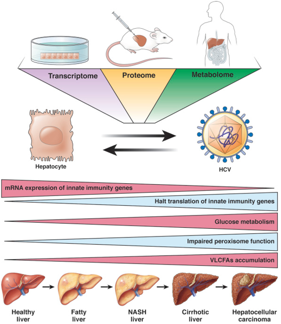 Fig1. Multiomics approach identifies molecular mechanisms leading to liver diseases and HCC. (Gal-Tanamy, M., 2019)