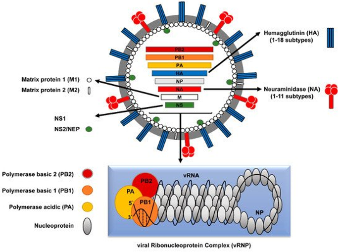 Fig1. Schematic structure of influenza A virus (IAV). (Mostafa, A., et al, 2018)