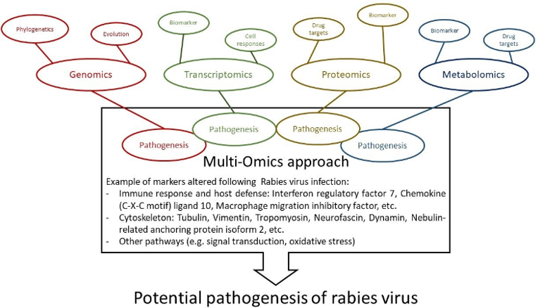 Fig2. Schematic diagram of multi-omics approaches to understand rabies pathogenesis. (Chienwichai, P., & Reamtong, O., 2020)