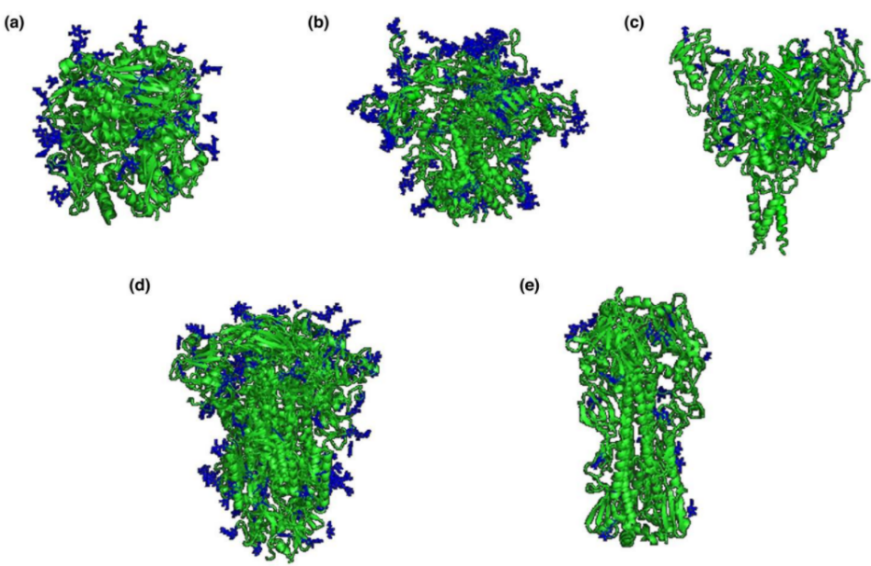 Viral Fusion Protein Structures and N-glycosylation Sites (NGS) (blue).