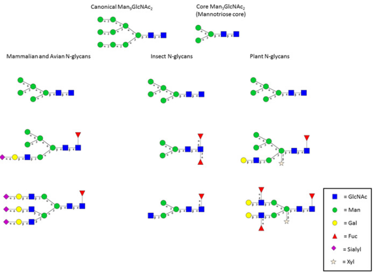 Major N-glycans produced in cellular systems used in viral production.