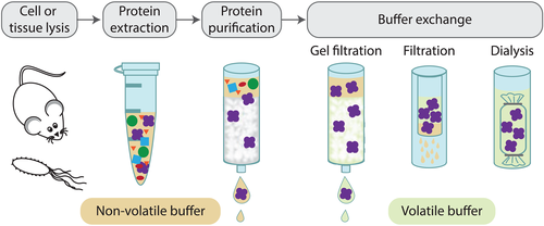 Sample preparation for native MS.