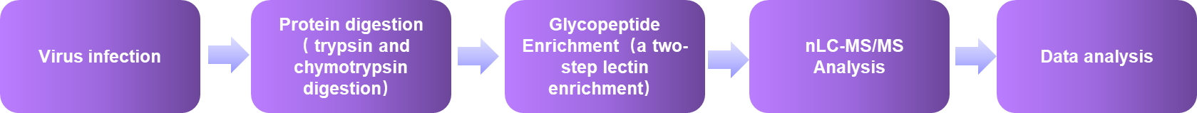 The workflow of O-Glycoproteomics of Viruse