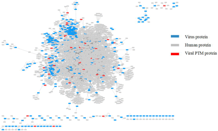 The virus-human protein-protein interaction network.