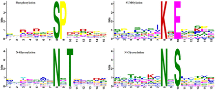 Viral protein PTM motifs discovered by motif-x.