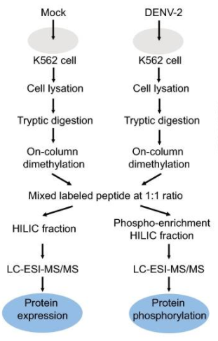 Proteomics and phosphoproteomics profiling of DENV-2 infection in human K562 cells.