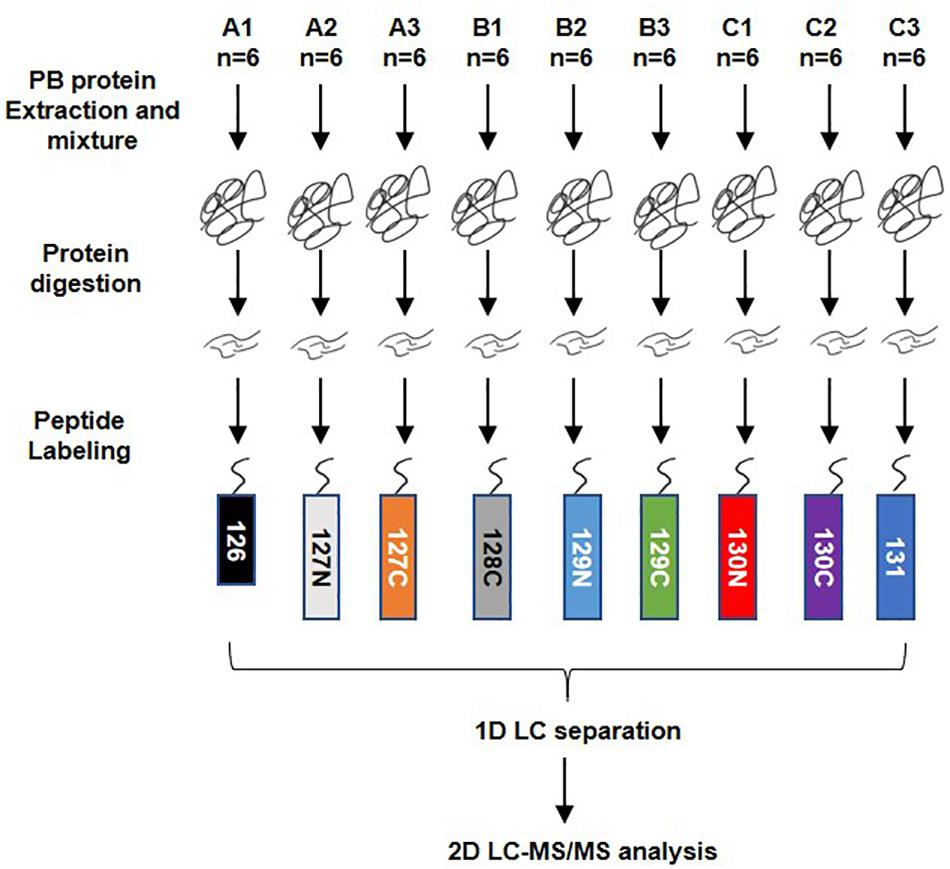 Workflow of TMT quantitatively proteomics analysis.