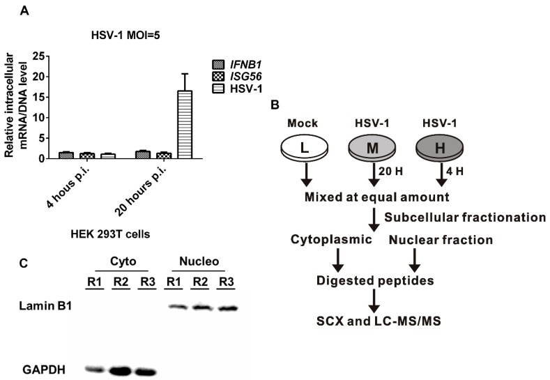 Subcellular quantitative proteomic analysis of herpes simplex virus type 1 (HSV-1)-infected HEK 293T cells.