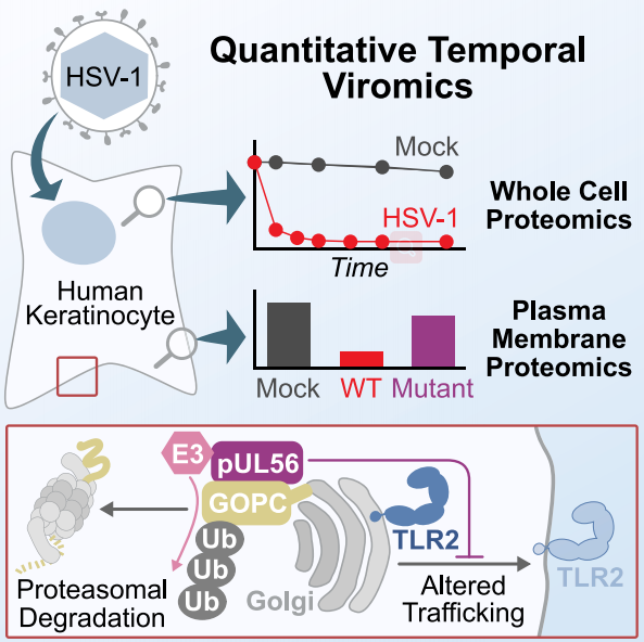 Temporal proteomic analysis of herpes simplex virus 1 infection reveals cell-surface remodeling via pUL56-mediated GOPC degradation.