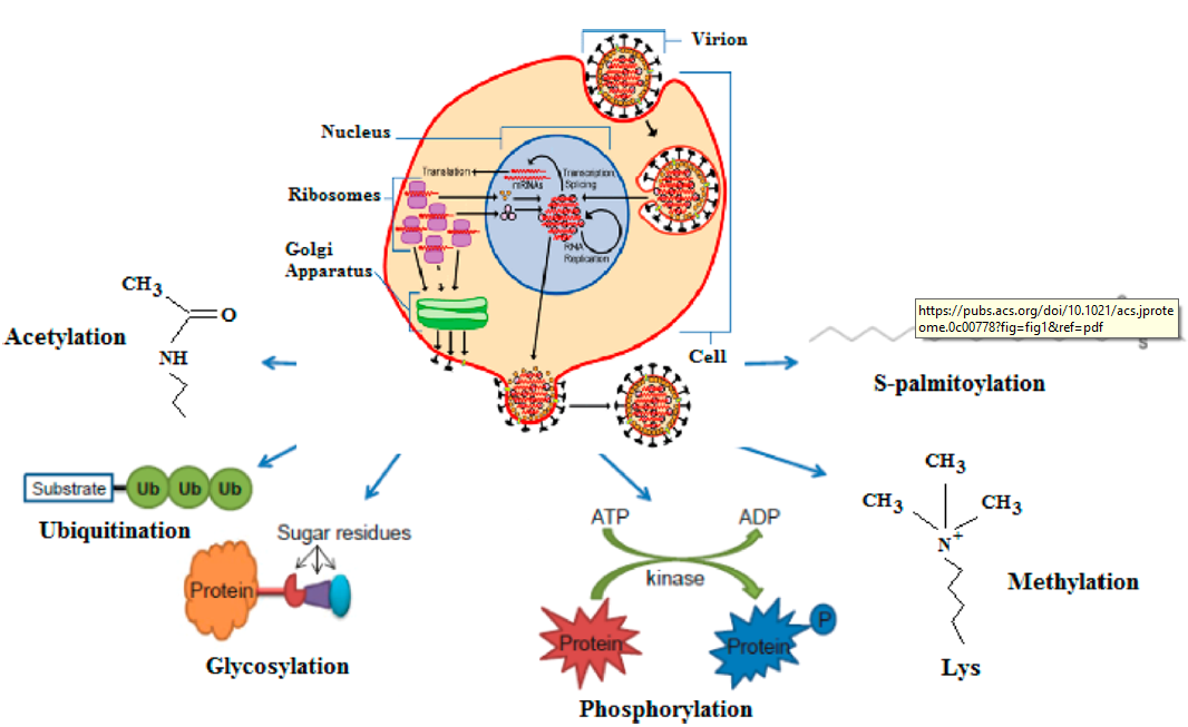 Summary of the PTMs in the interactions between influenza virus and its host from published documents.