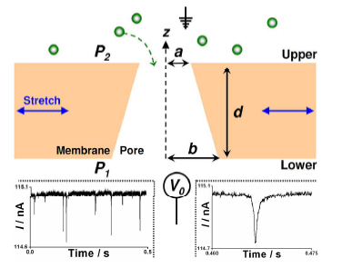 Schematic section through a tunable pore.