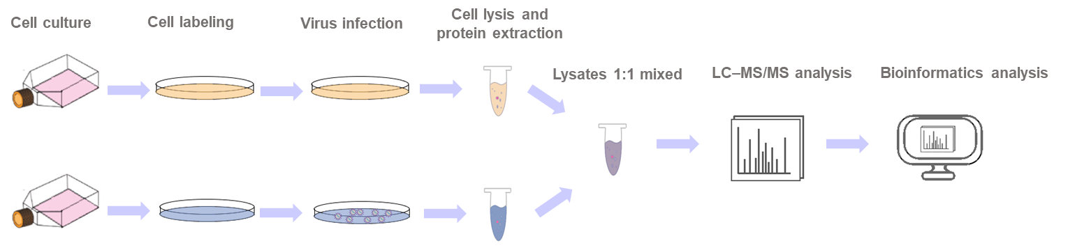 Shotgun proteomics of SARS-CoV-2 infected cells