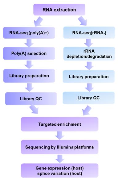 Fig1. Viral RNA sequencing workflow using LRS technologies.- Creative Proteomics