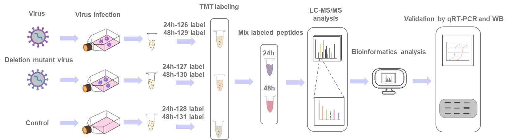 Examples of TMT-coupled LC-MS/MS virus analysis