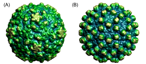 Viral capsid structure obtained by X-ray crystallography.