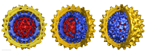 Cross-section and two cut-away views of a hepatitis B virus (HBV) virion was obtained by cryo-electron microscope.