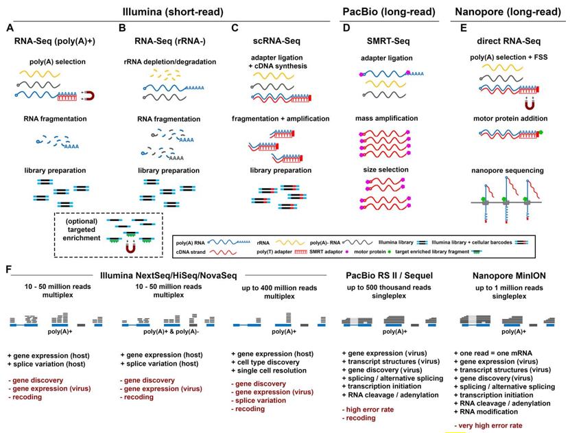 Fig1. Comparison of major RNA sequencing methodologies. (Depledge, D. P., et al, 2018)