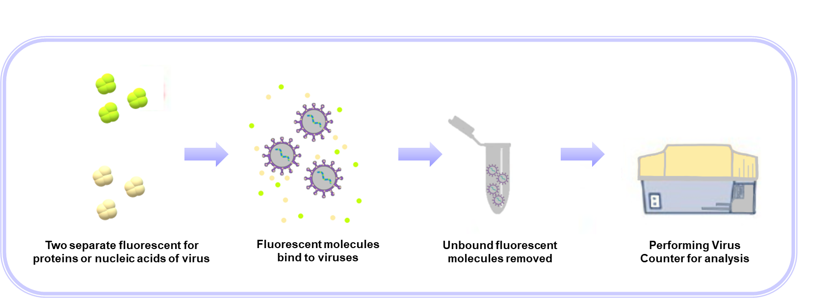 The workflow of virus quantification using VC- Creative Proteomics