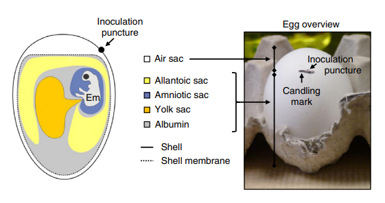 Embryonated egg inoculation.