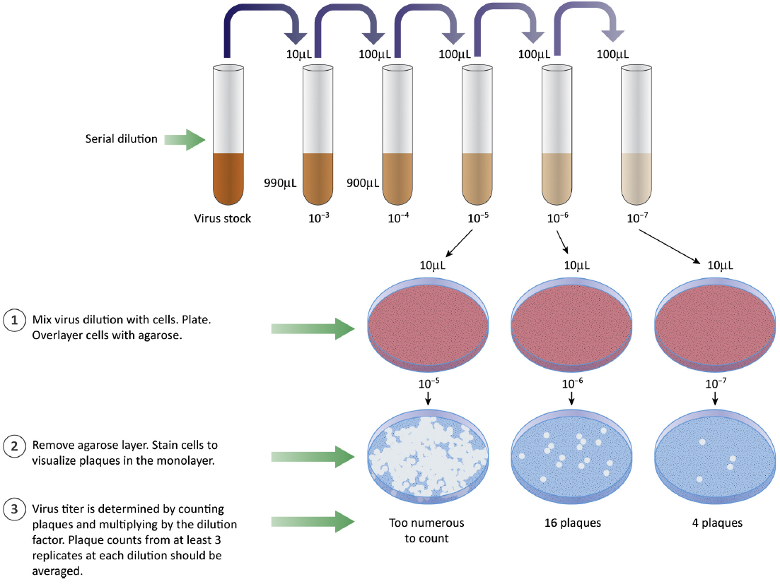 Virus Quantification Using Plaque Assay