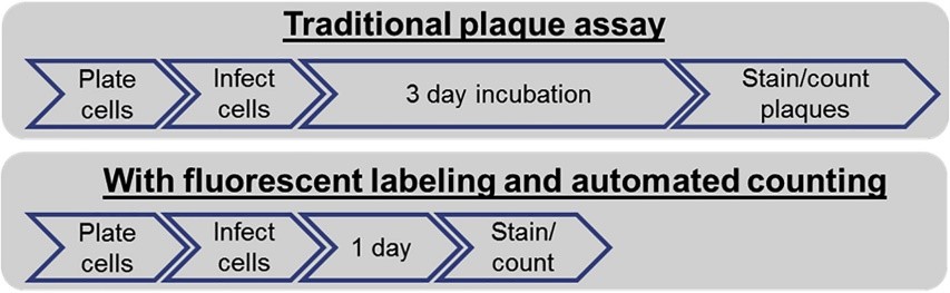 Virus Quantification Using Plaque Assay