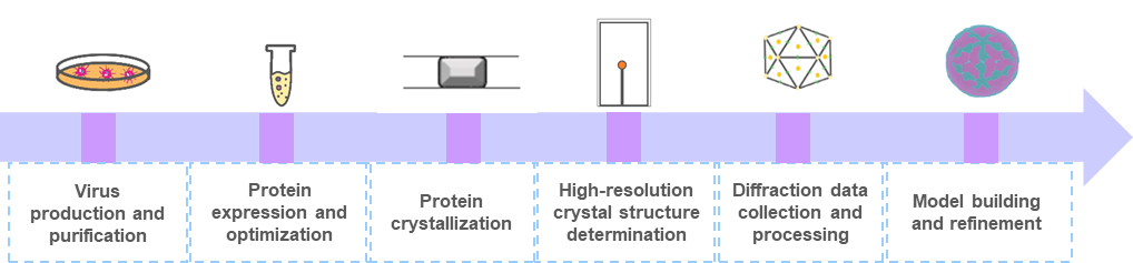 Workflow of our X-ray crystallography services